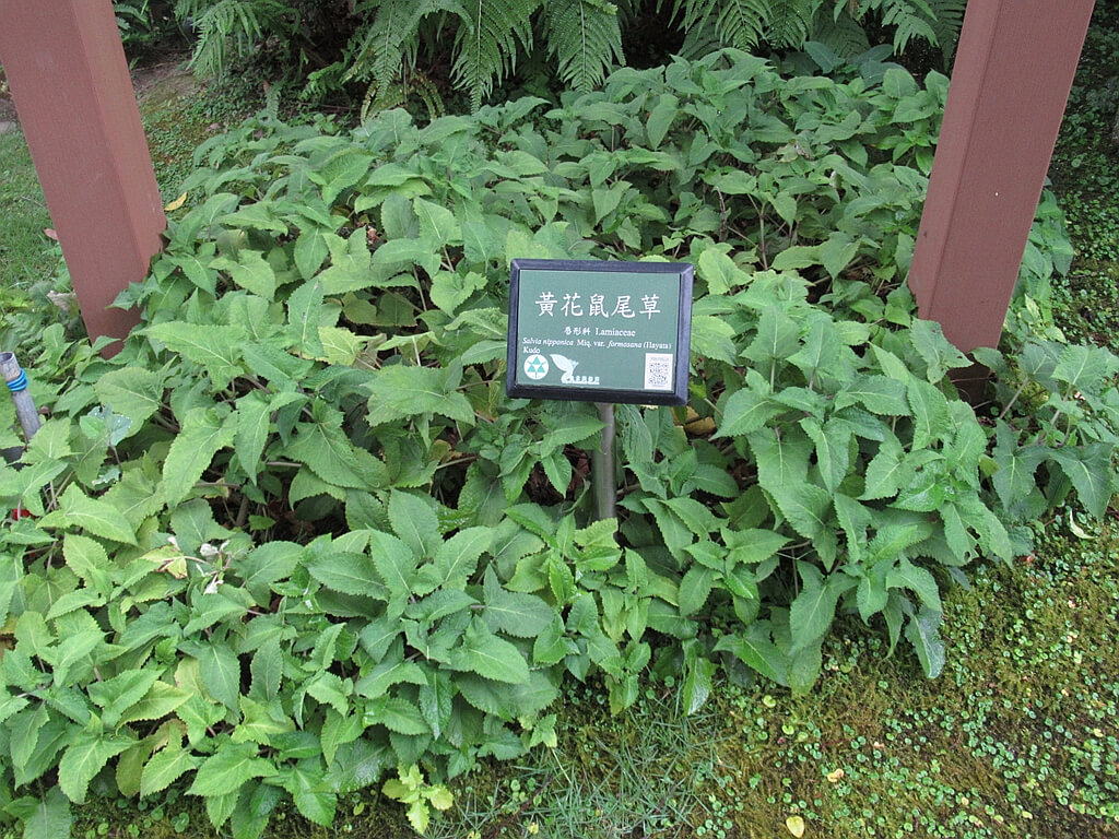 台北植物園的圖片：黃花鼠尾草