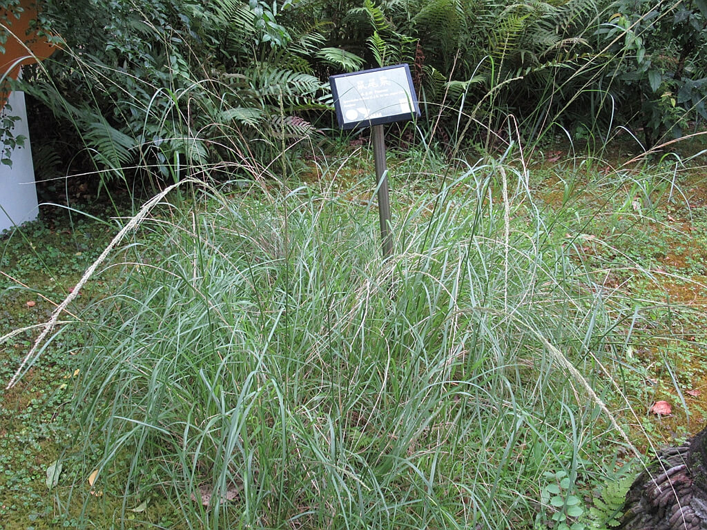 台北植物園的圖片：鼠尾栗