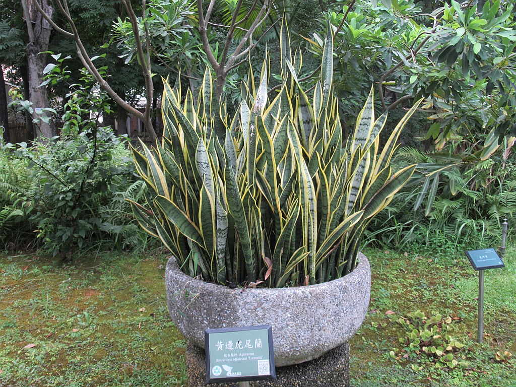 台北植物園的圖片：黃邊虎尾蘭