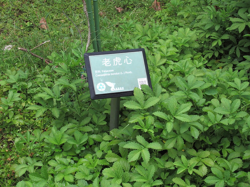 台北植物園的圖片：老虎心（豆科）