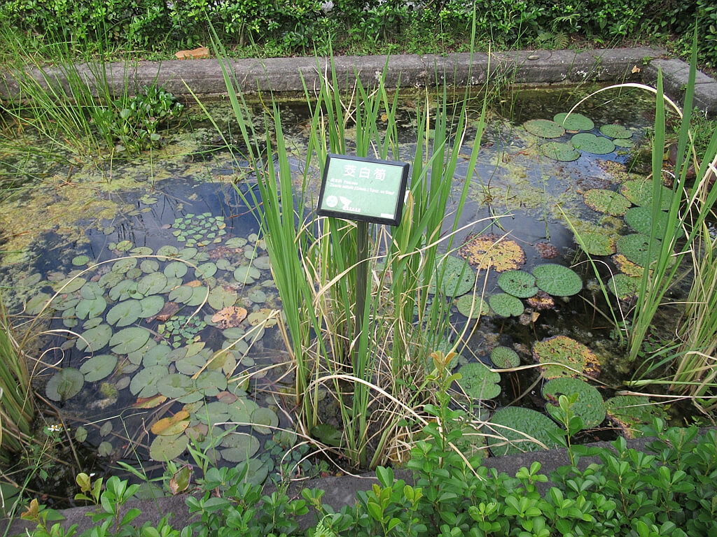 台北植物園的圖片：筊白筍