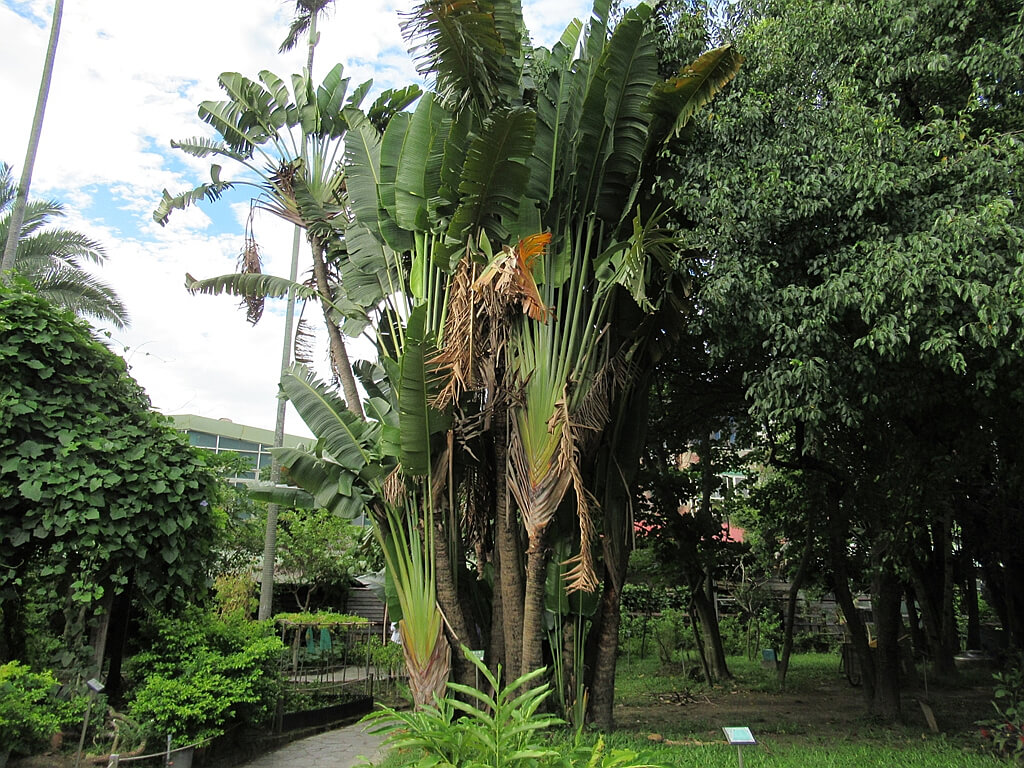 台北植物園的圖片：旅人蕉