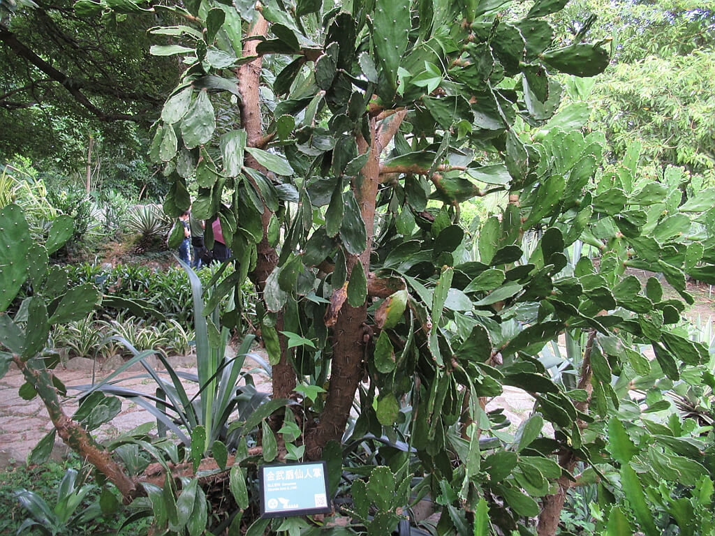 台北植物園的圖片：金武扇仙人掌
