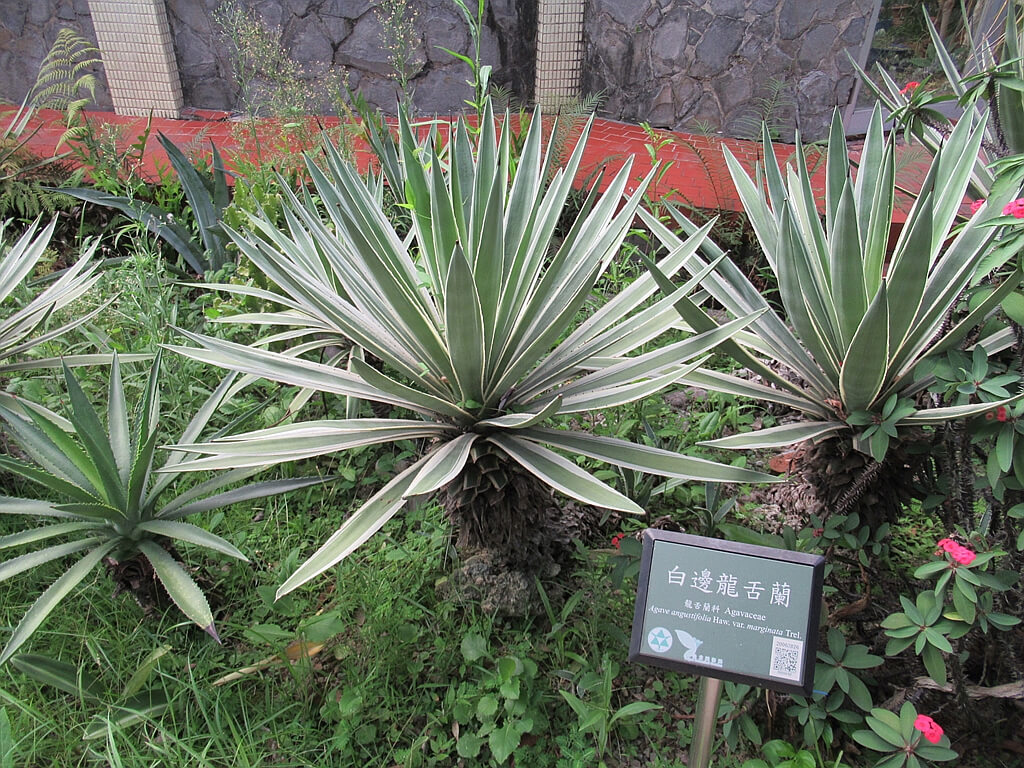 台北植物園的圖片：白邊龍舌蘭