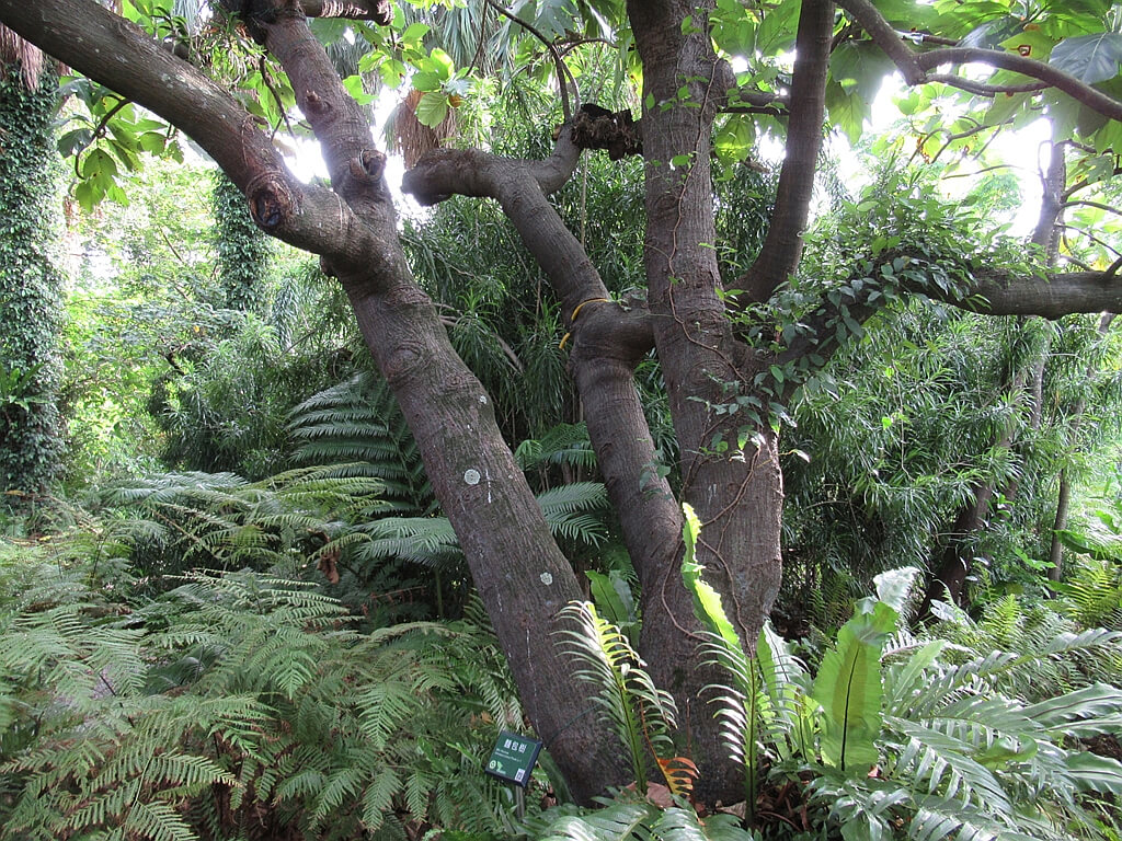 台北植物園的圖片：麵包樹的樹幹