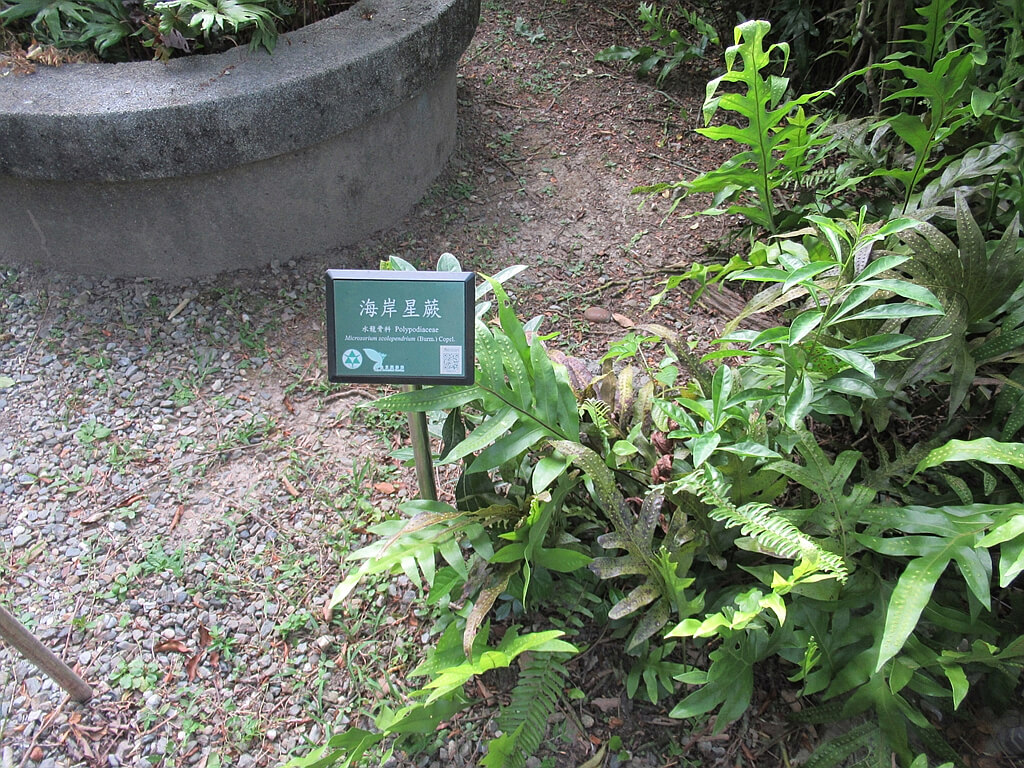 台北植物園的圖片：海岸星蕨