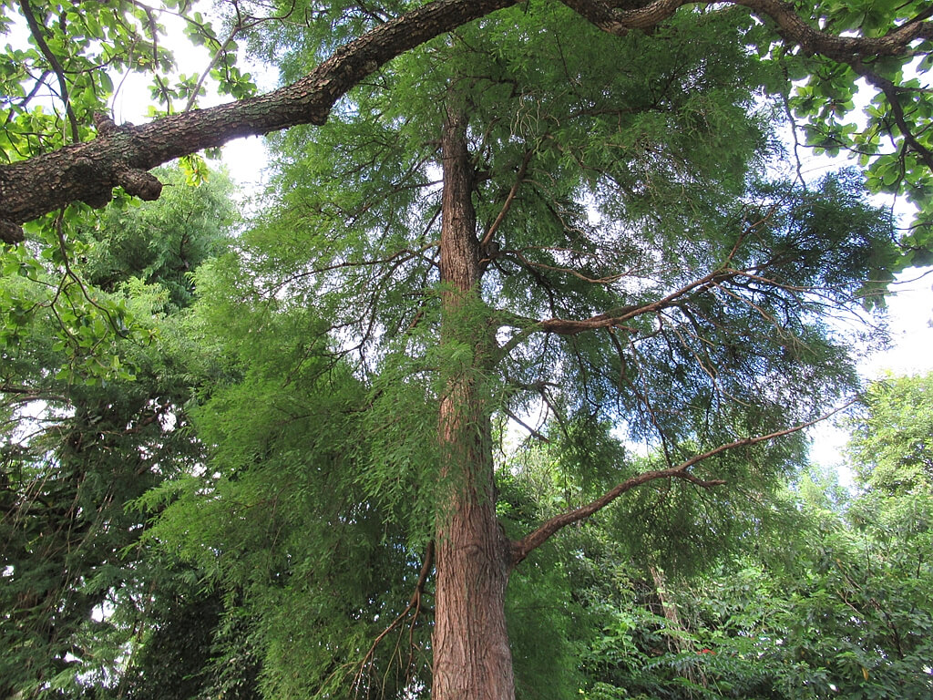 台北植物園的圖片：此棵落羽杉木為臺北市受保護樹木（編號 102）