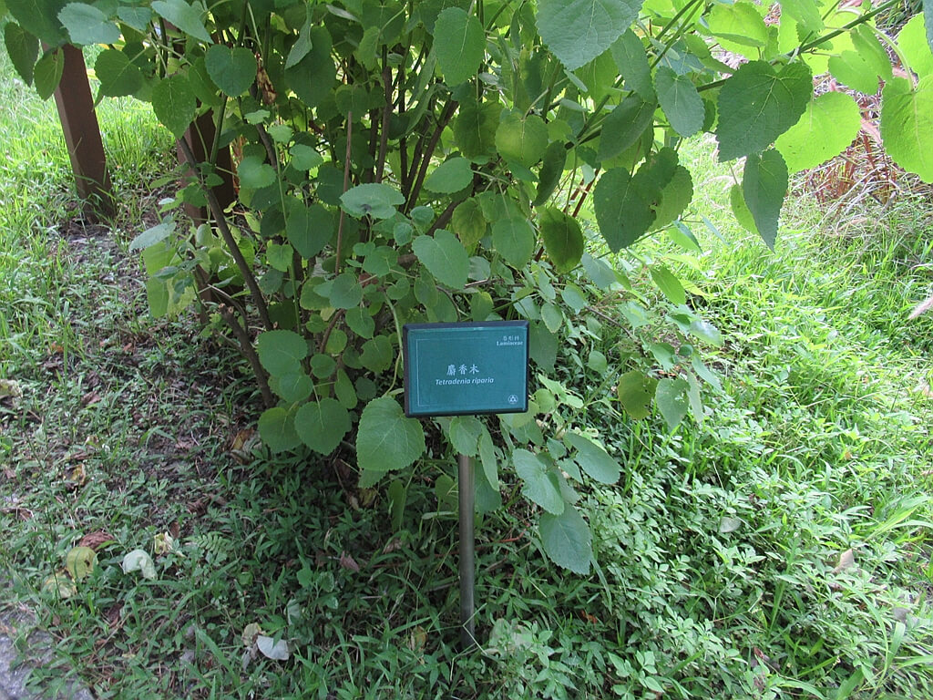 台北植物園的圖片：麝香木