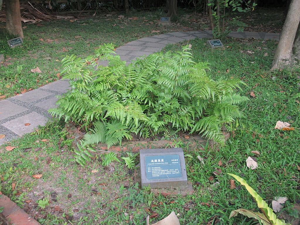 台北植物園的圖片：過溝菜蕨
