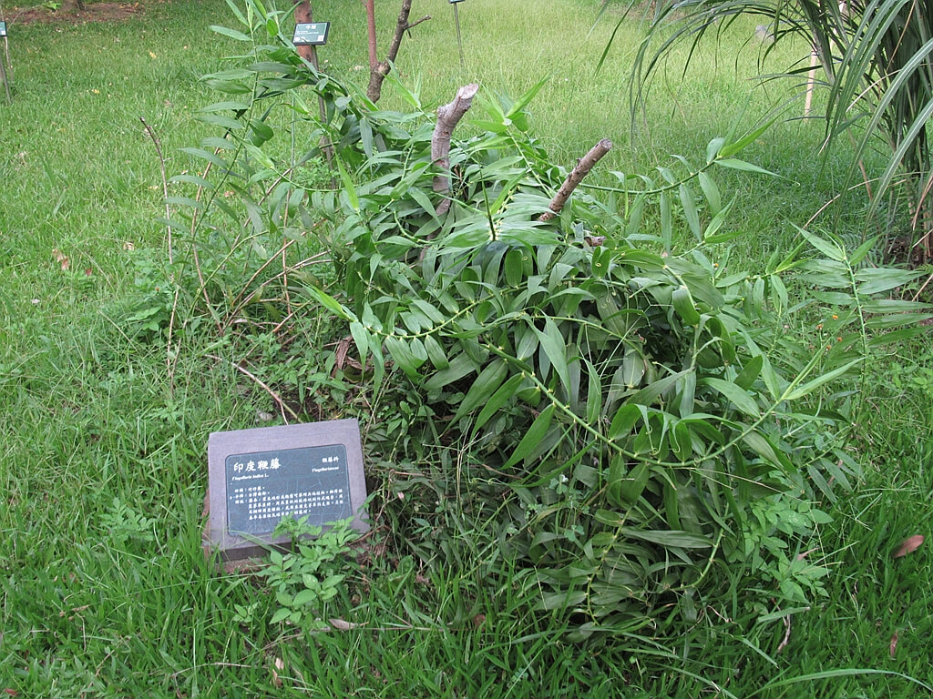 台北植物園的圖片：印度鞭藤