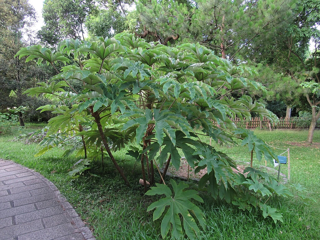 台北植物園的圖片：蓪草