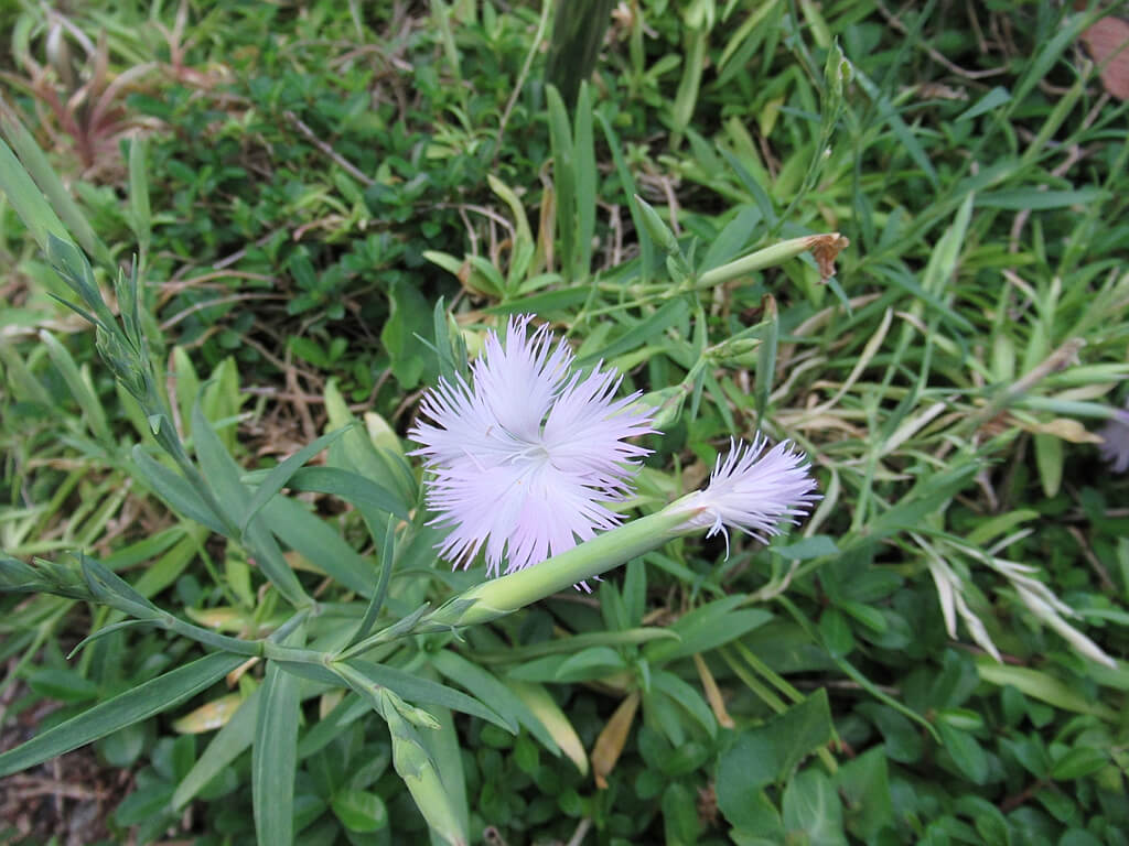 台北植物園的圖片：開著粉紫白花的長萼瞿麥