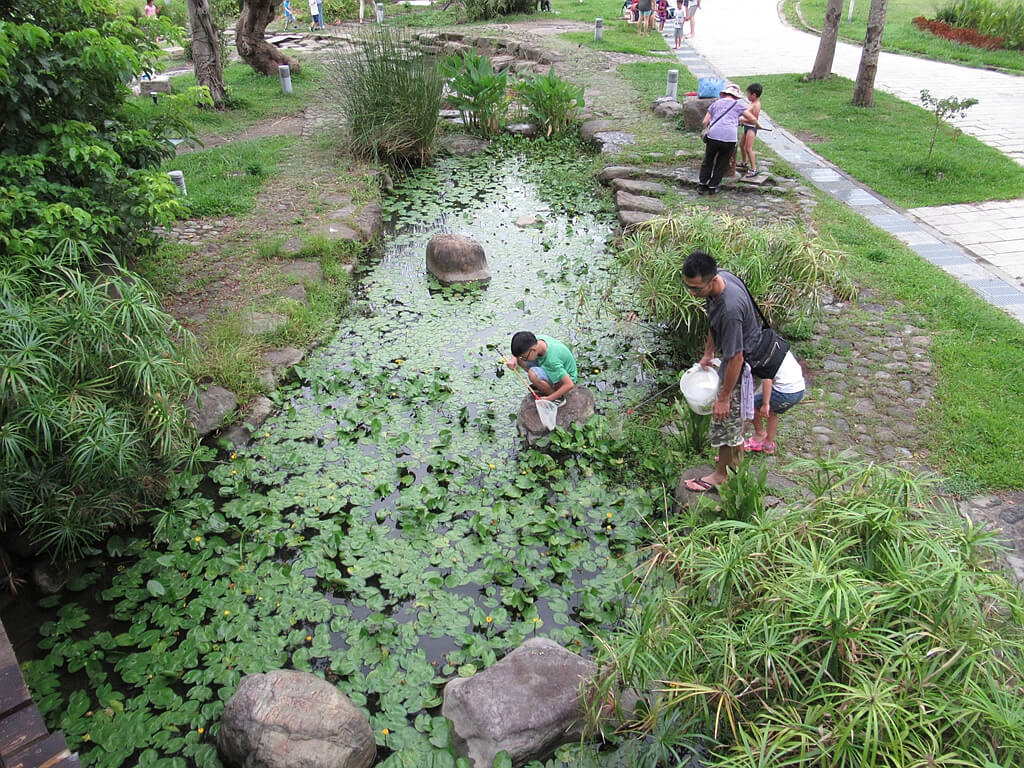 臺北市客家文化主題公園的圖片：生態溝渠上都是水生植物