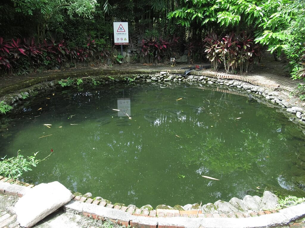 馬太鞍休閒農業區（馬太鞍濕地）的圖片：養了很多吳郭魚的水池