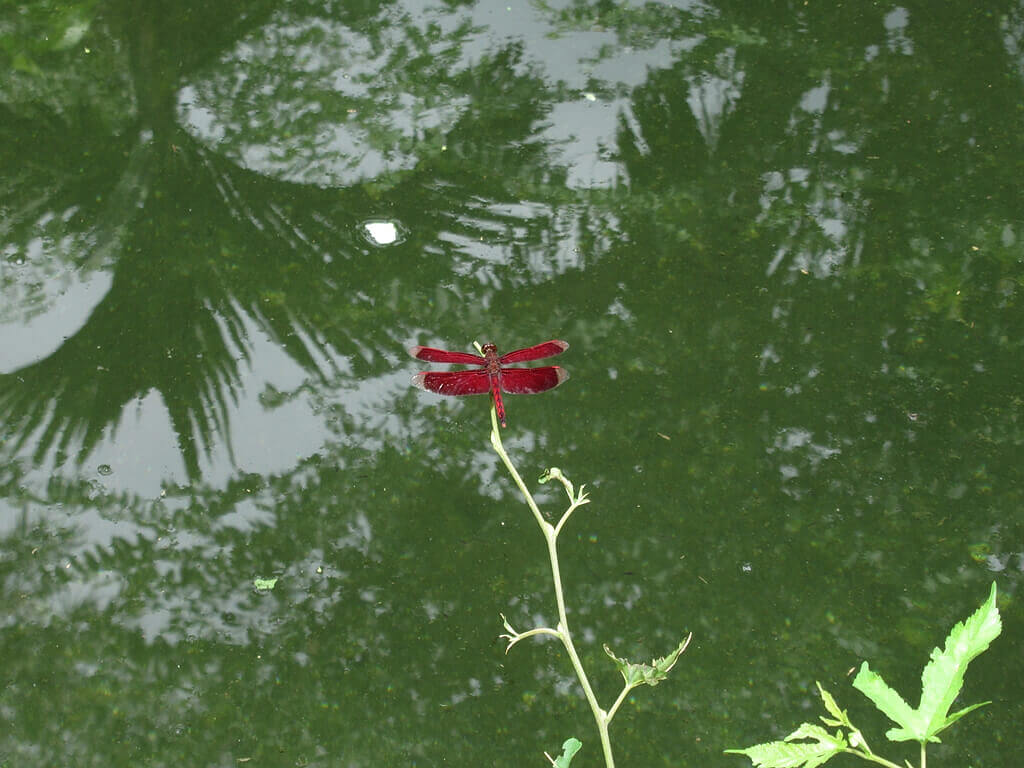 馬太鞍休閒農業區（馬太鞍濕地）的圖片：紅蜻蜓
