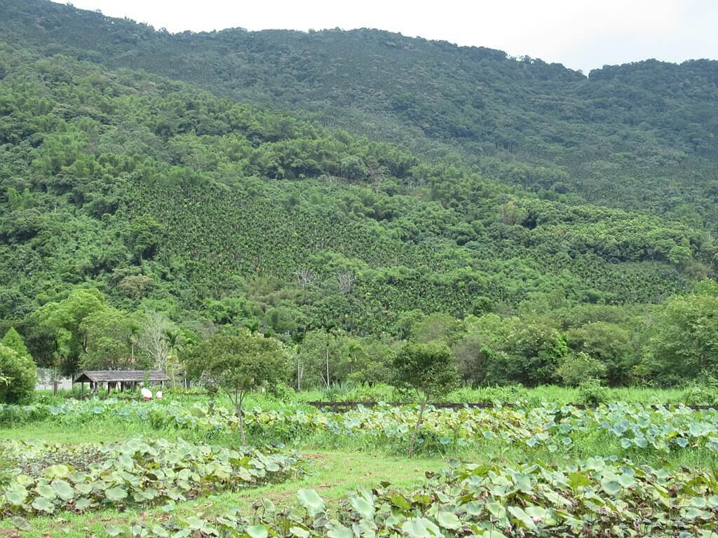 馬太鞍休閒農業區（馬太鞍濕地）的圖片：溼地對面山上種滿了檳榔樹