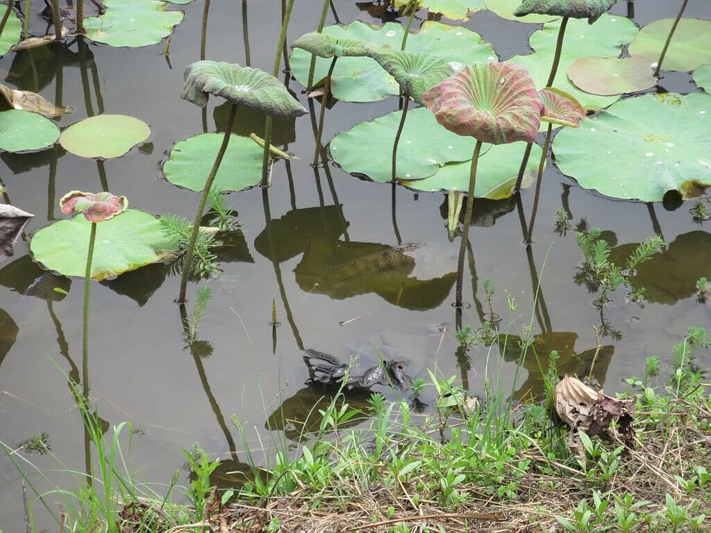 馬太鞍休閒農業區（馬太鞍濕地）的圖片：蓮藕池內的魚