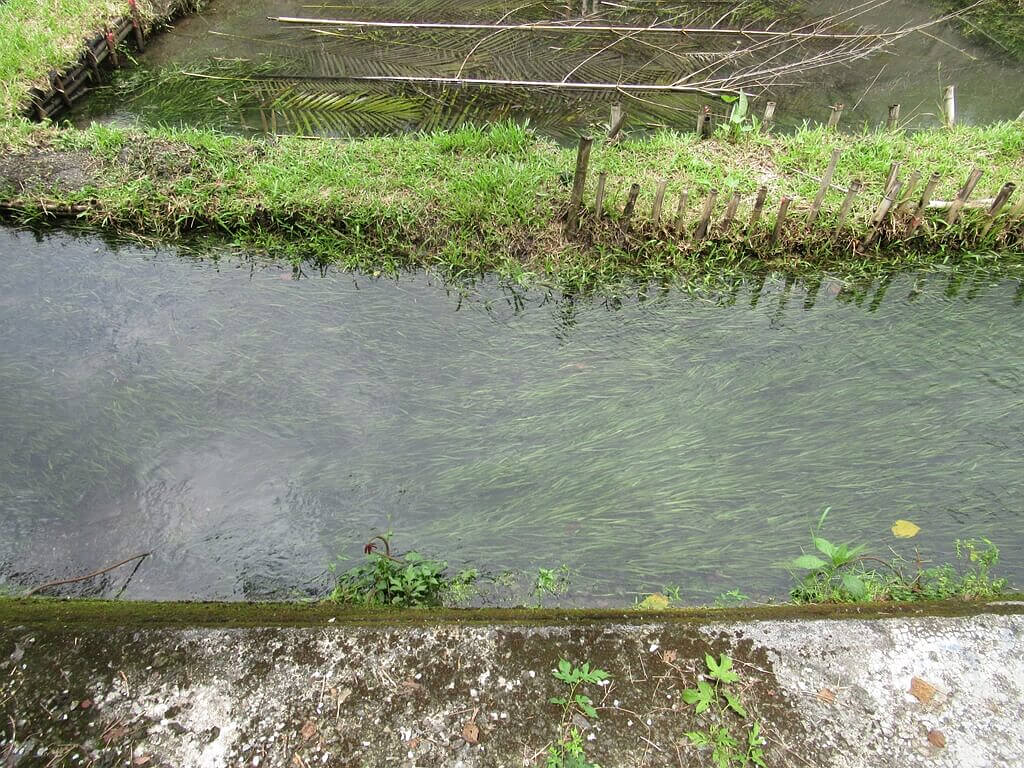 馬太鞍休閒農業區（馬太鞍濕地）的圖片：溼地旁清澈水溝看得到水草