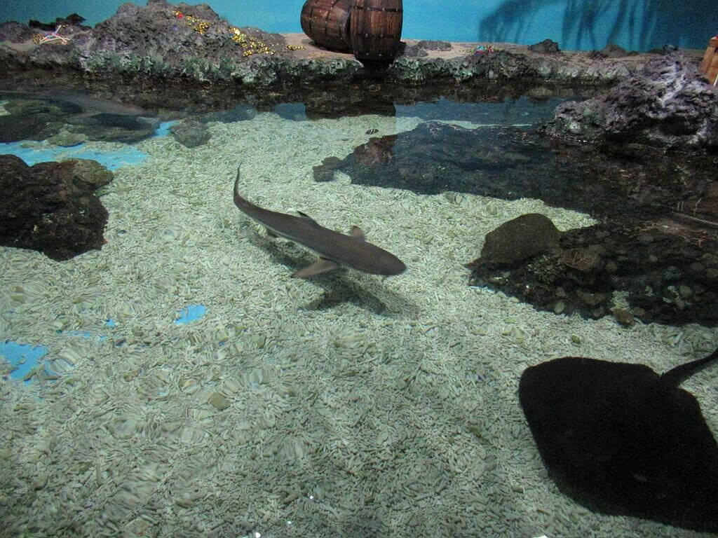 花蓮遠雄海洋公園的圖片：小鯊魚及魟魚