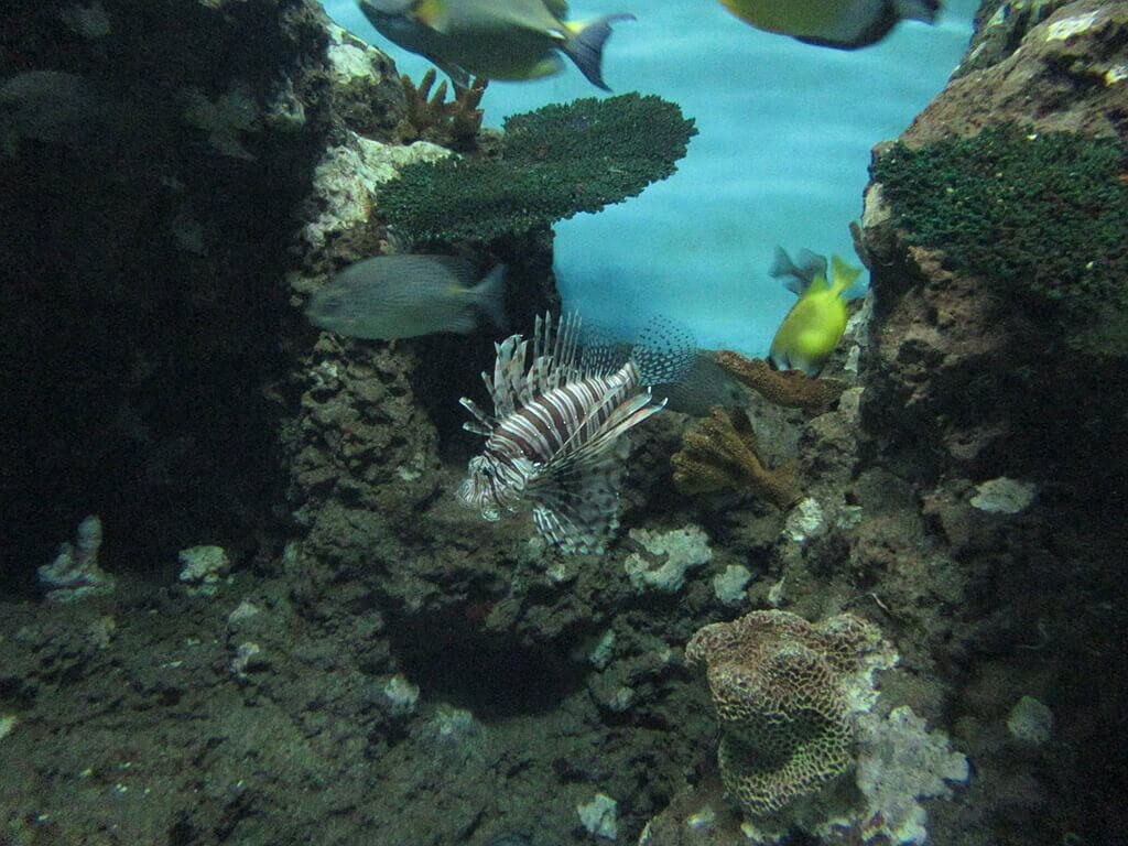 花蓮遠雄海洋公園的圖片：水族箱的魚（123655544）