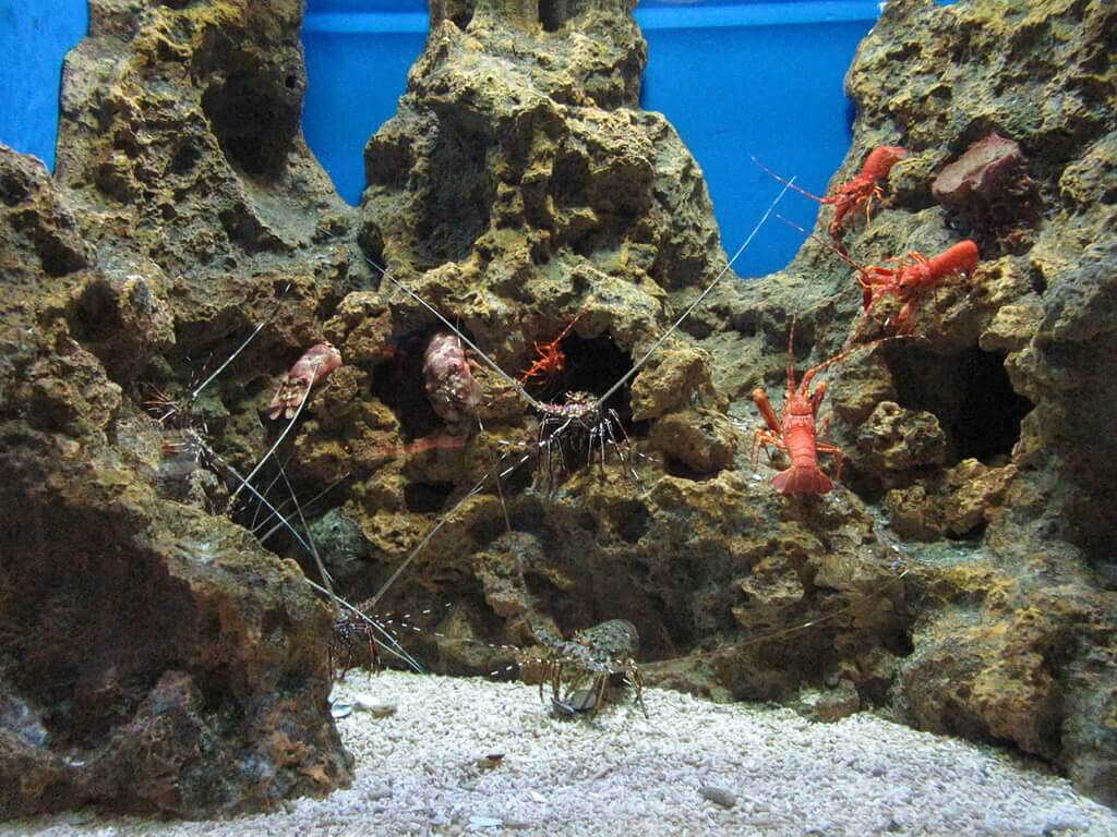 花蓮遠雄海洋公園的圖片：水族箱內的小龍蝦