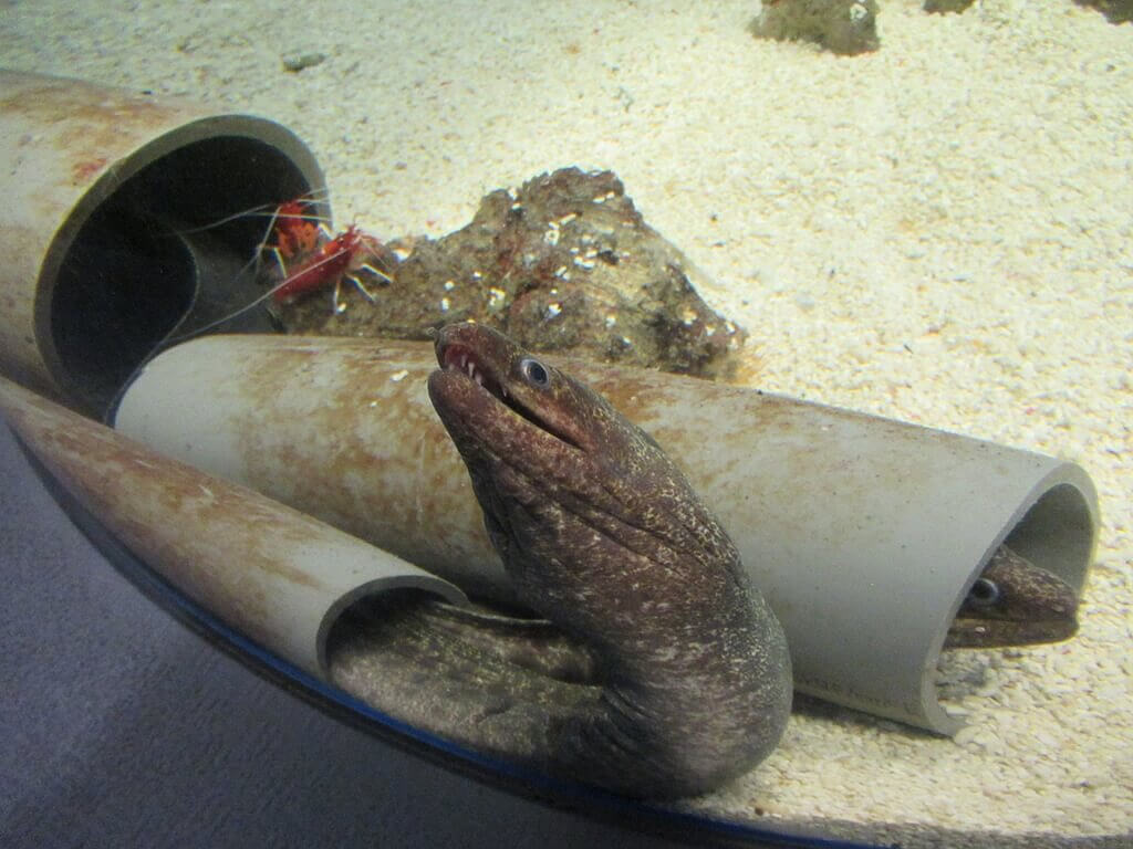 花蓮遠雄海洋公園的圖片：鰻