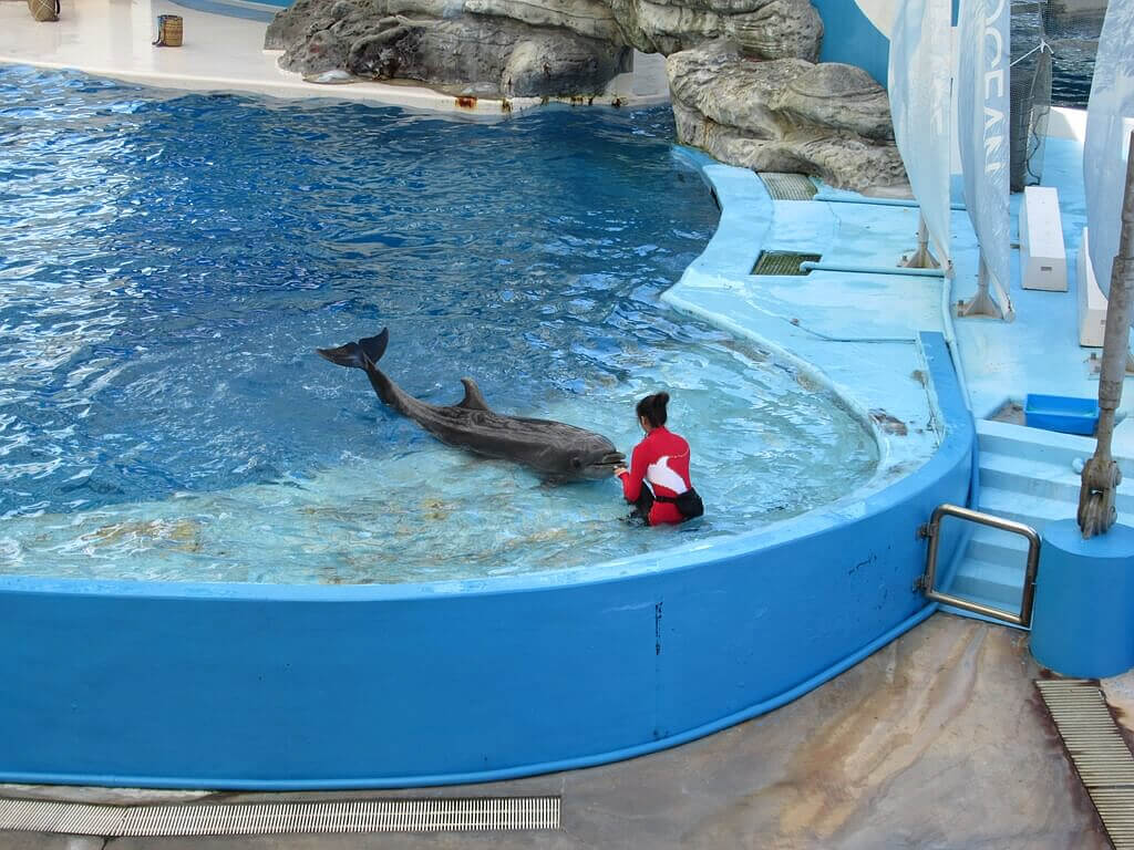 花蓮遠雄海洋公園的圖片：海豚表演（123655560）