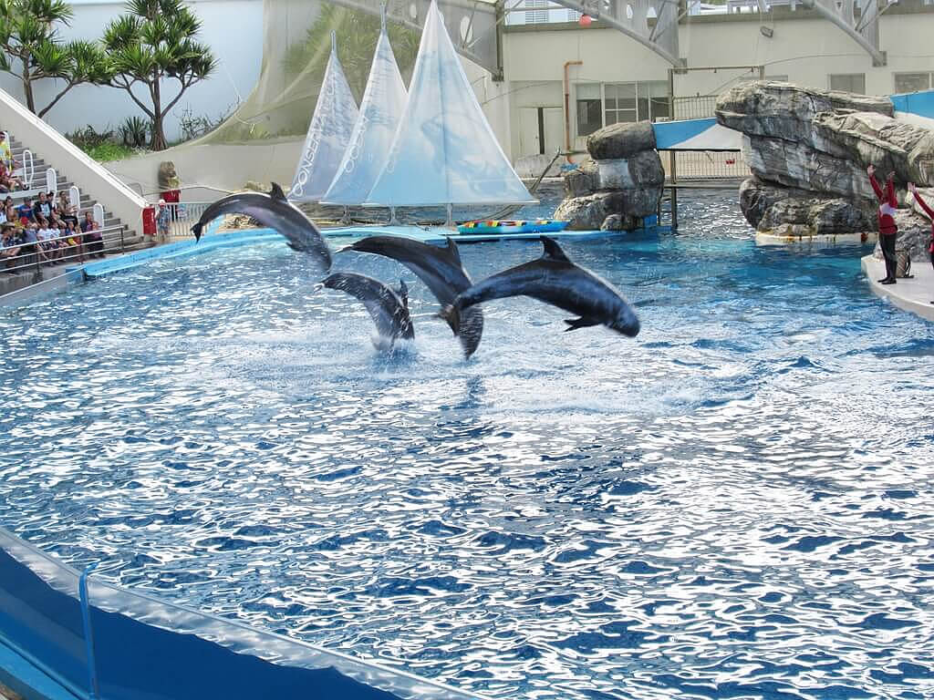 花蓮遠雄海洋公園的圖片：海豚表演（123655562）