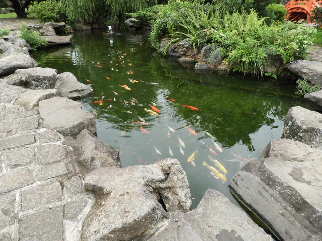 埔心牧場的圖片：日式花園魚池內的錦鯉