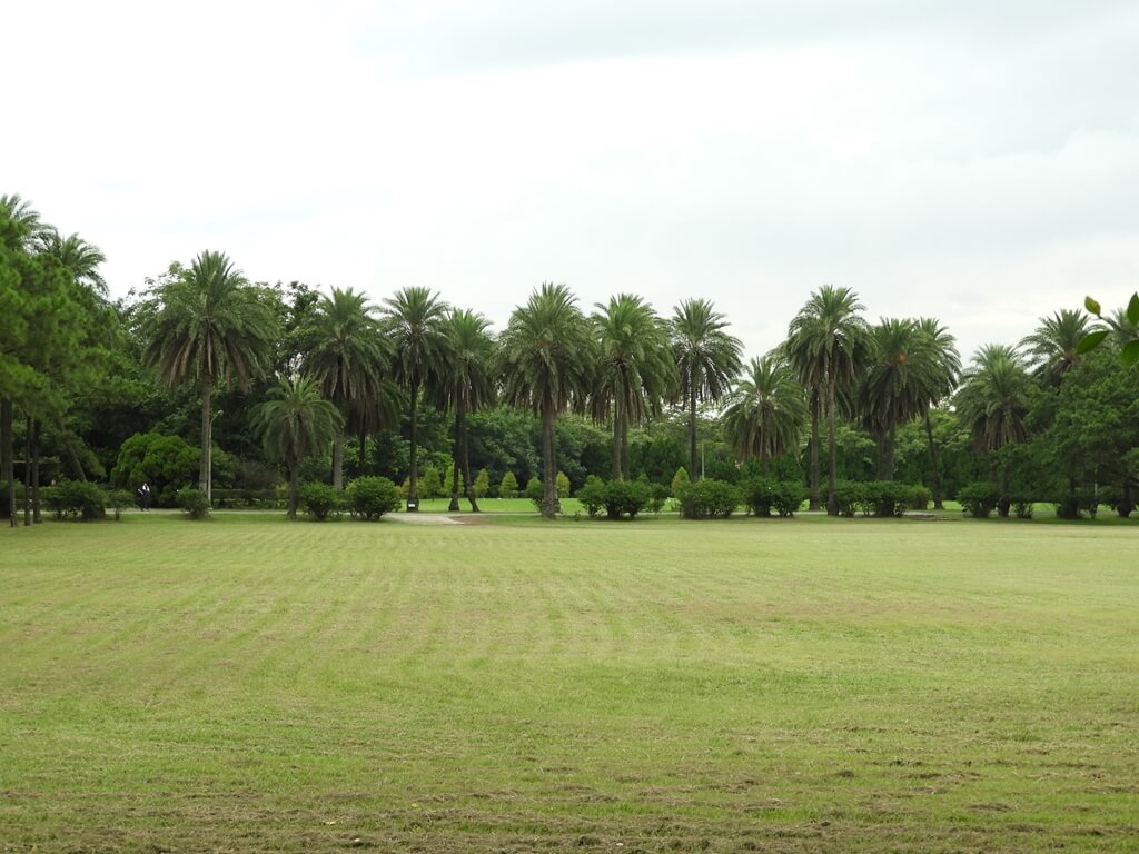 埔心牧場的圖片：大草皮旁的椰子樹