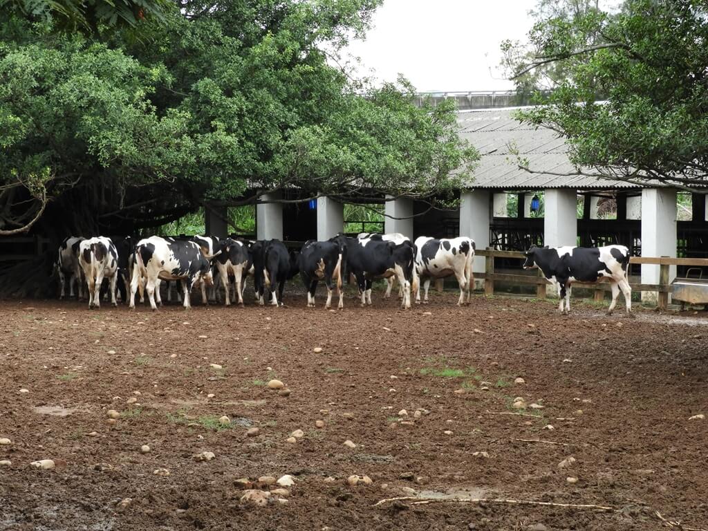 埔心牧場的圖片：樹下的大牛群