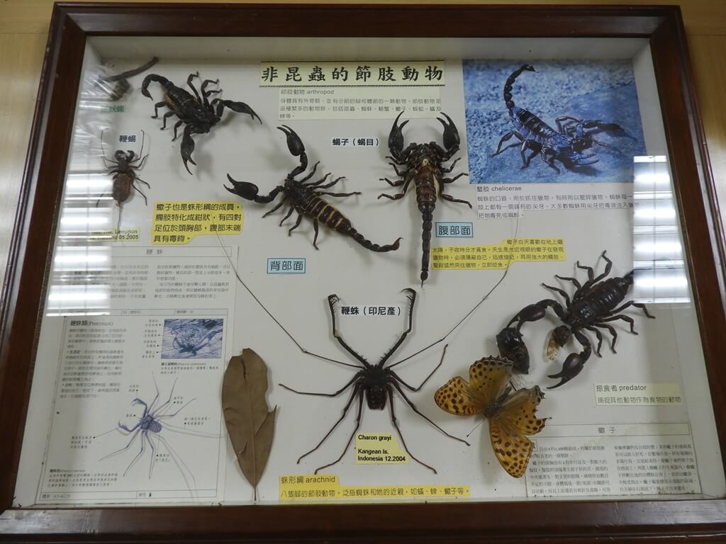 埔心牧場的圖片：非昆蟲的節肢動物，蜘蛛與蠍子標本