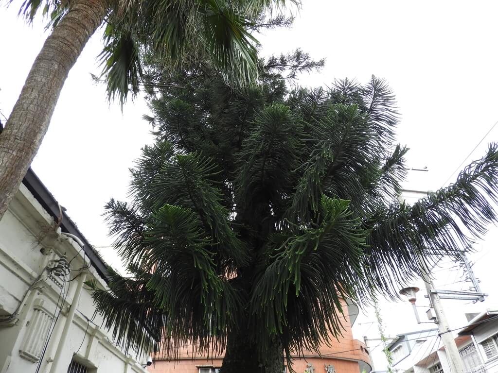 新竹縣關西老街的圖片：關西分駐所前的老松樹