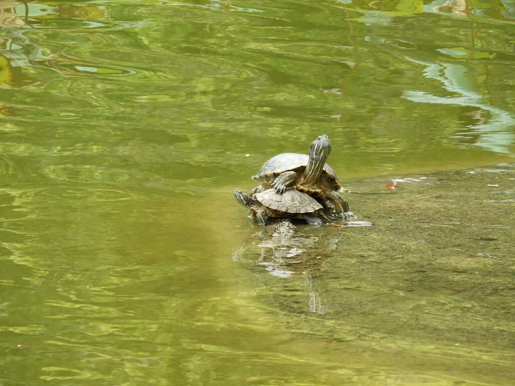 國父紀念館的圖片：翠湖的兩隻烏龜