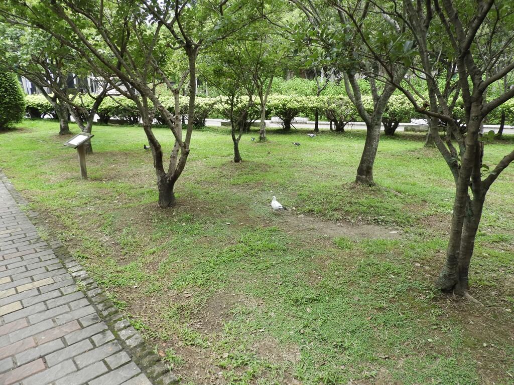 國父紀念館的圖片：翠湖旁綠草皮上的白鴿