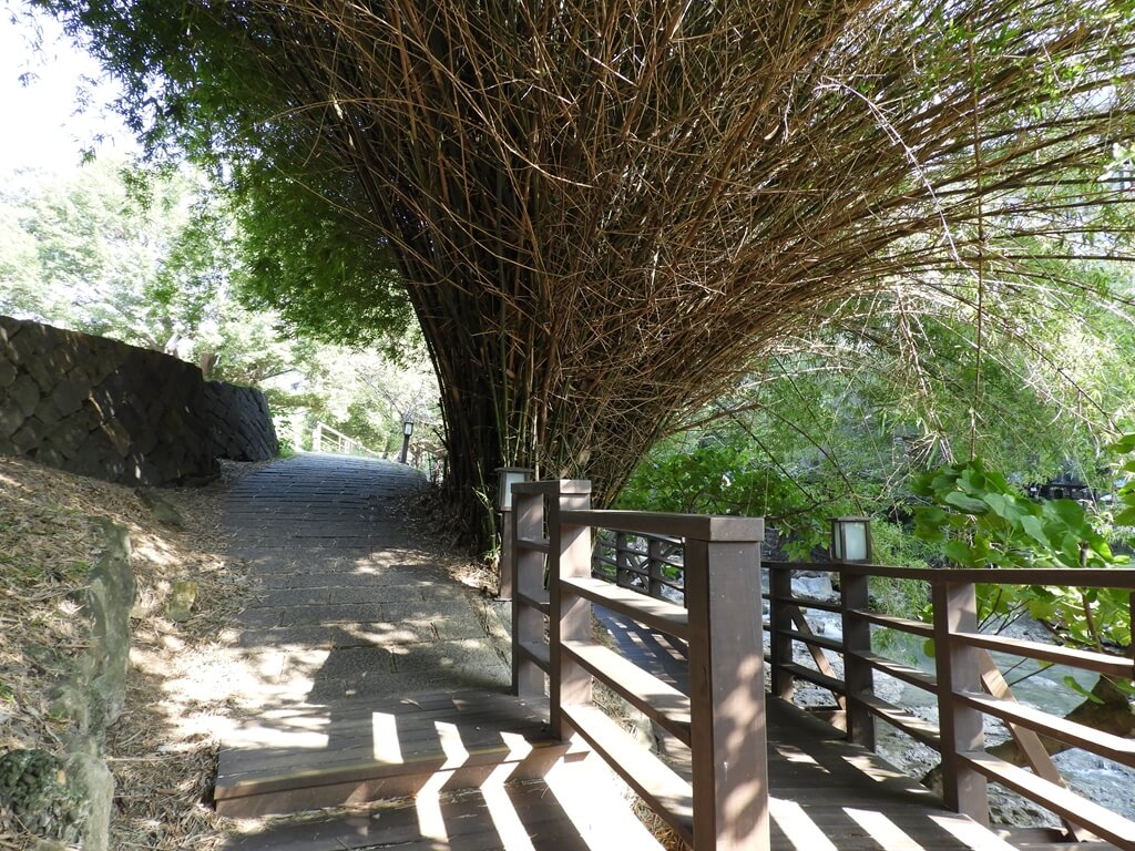 北投公園的圖片：整叢的竹子