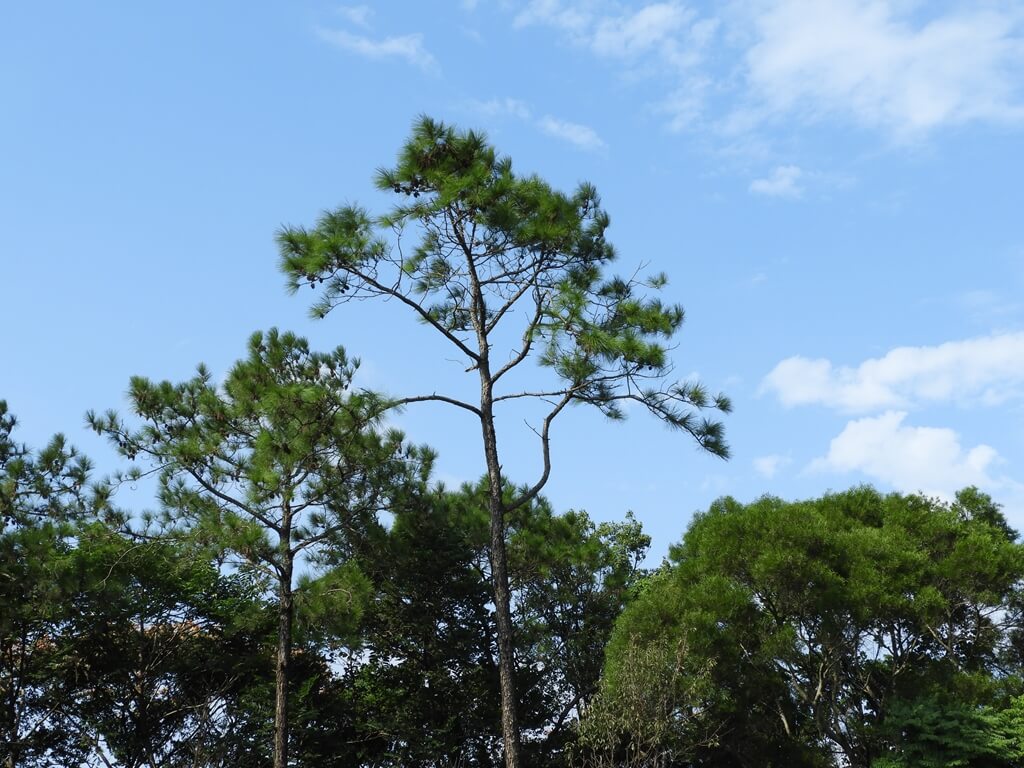 湖南村生態戰車公園的圖片：老樹與藍天