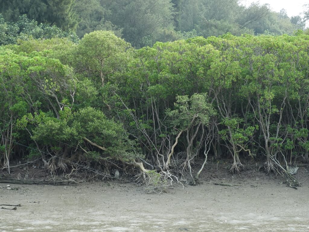 新豐紅樹林生態保護區的圖片：崁頭溪水岸旁的紅樹林
