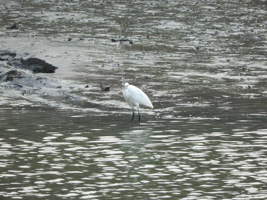 新豐紅樹林生態保護區的圖片：紅毛港溪水中的白鷺鷥