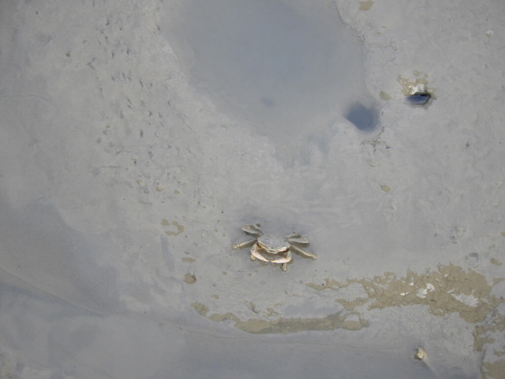 新豐紅樹林生態保護區的圖片：小螃蟹