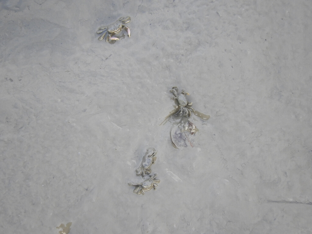 新豐紅樹林生態保護區的圖片：泥中出現四隻小螃蟹