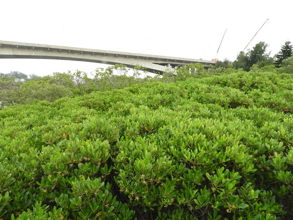 新豐紅樹林生態保護區的圖片：綠油油的紅樹林