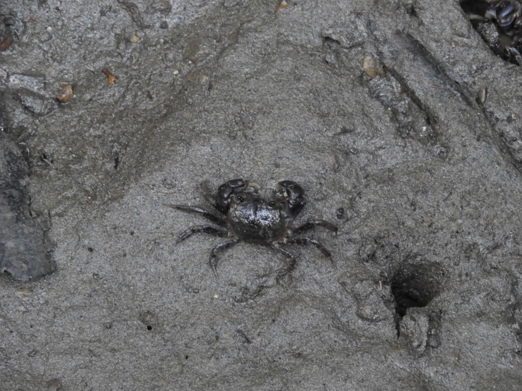 新豐紅樹林生態保護區的圖片：紅樹林小螃蟹（123656535）