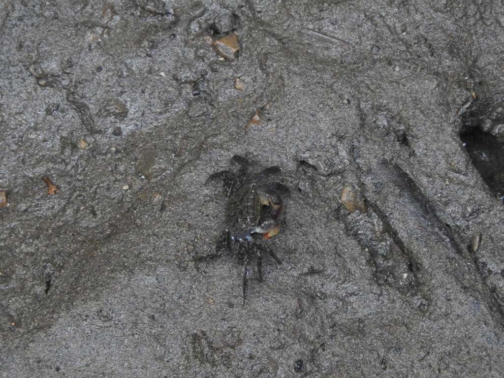 新豐紅樹林生態保護區的圖片：紅樹林小螃蟹（123656536）