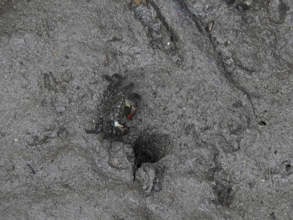 新豐紅樹林生態保護區的圖片：紅樹林小螃蟹（123656537）