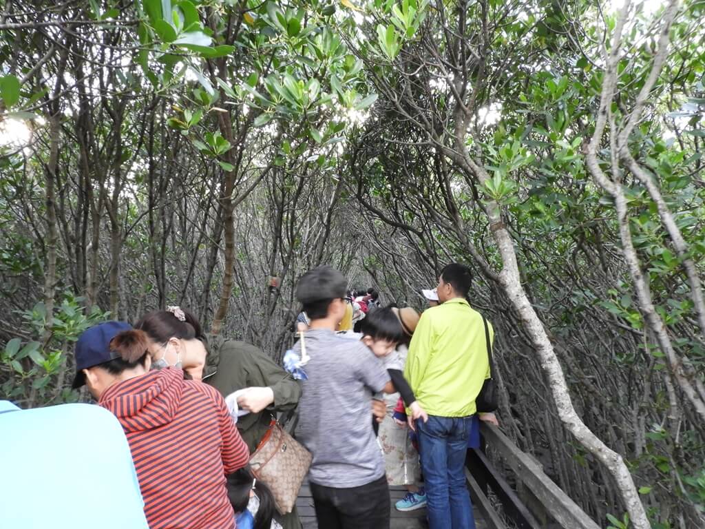 新豐紅樹林生態保護區的圖片：遊客們擠在紅樹林間
