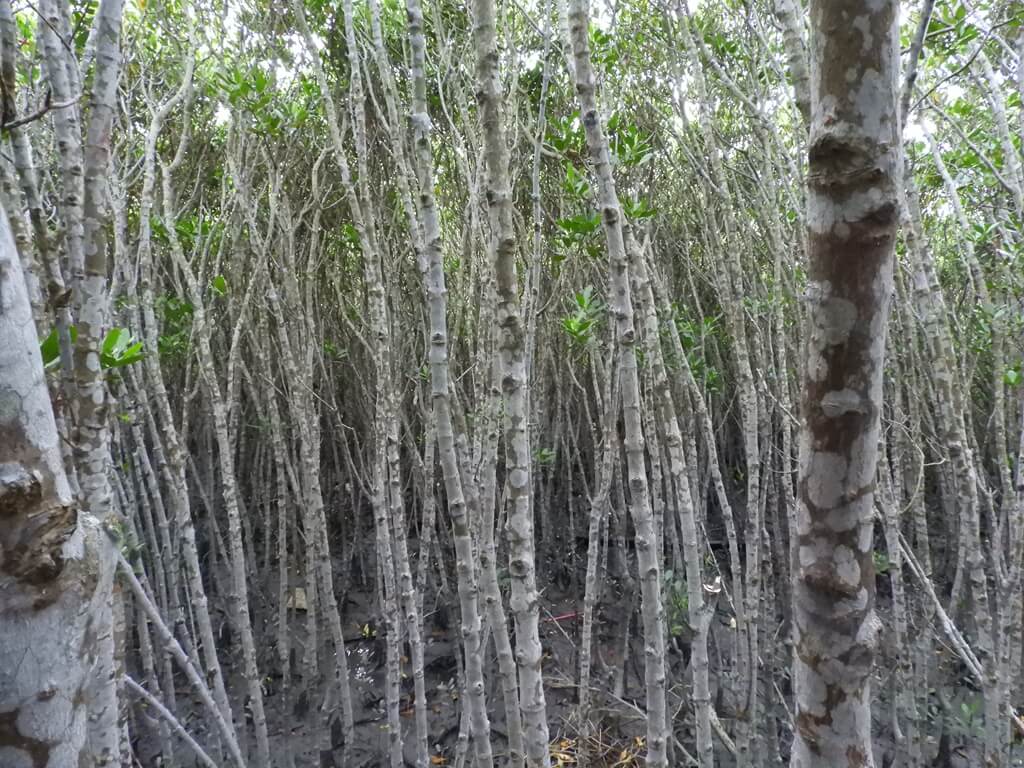 新豐紅樹林生態保護區的圖片：筆直的紅樹林
