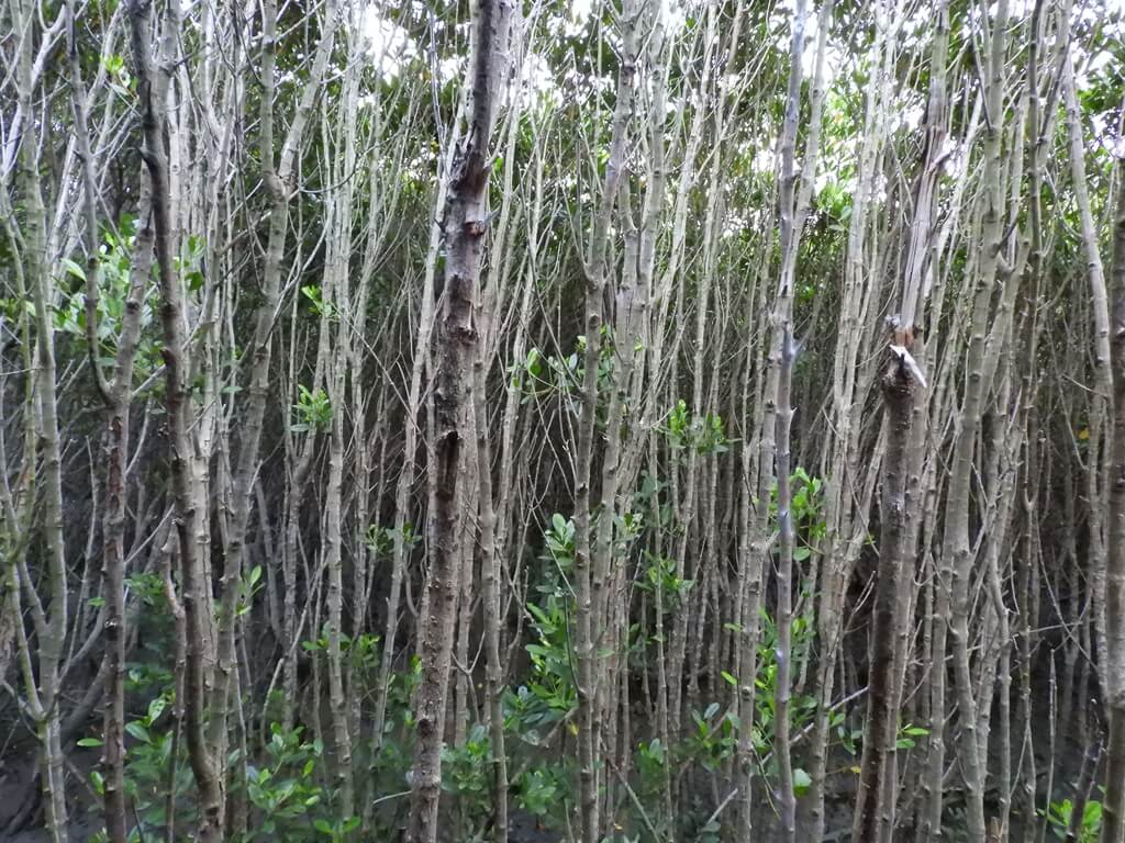 新豐紅樹林生態保護區的圖片：紅樹林間（123656545）