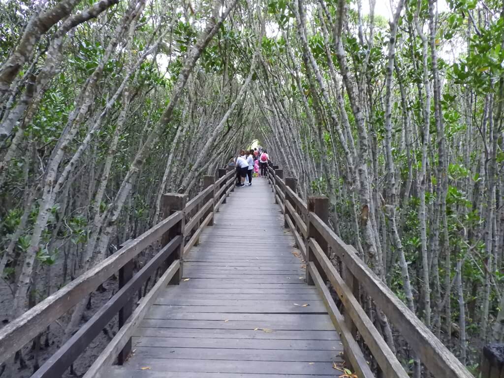 新豐紅樹林生態保護區的圖片：兩側都是紅樹林的木棧道