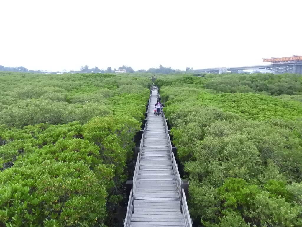 新豐紅樹林生態保護區的圖片：木棧道及兩側的紅樹林相當優美